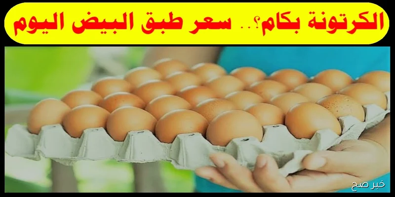 الابيض والأحمر.. سعر كرتونة البيض اليوم الأحد 31 أغسطس 2025 في المزارع والأسواق للمستهلك