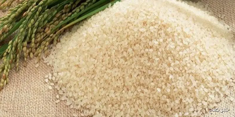 “بكام انهاردة”.. سعر طن الأرز الشعير اليوم الاثنين 1 سبتمبر 2025 بالاسواق المحلية ومضارب الأرز