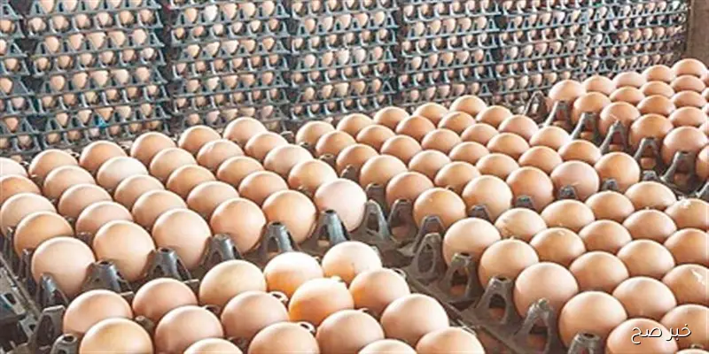 الأحمر بكام؟… سعر كرتونة البيض اليوم للمستهلك الاربعاء 2025/9/3 في الاسواق المحلية