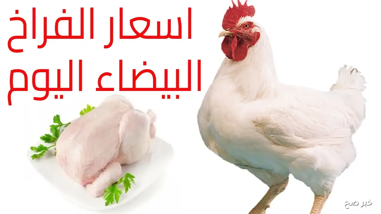 سعر كيلو الفراخ البيضاء اليوم الإثنين 29/9/2025 في بورصة الدواجن والأسواق المحلية