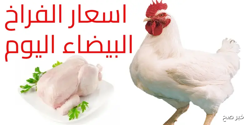 أسعار الفراخ البيضاء اليوم الخميس 4-9-2025 في بورصة الدواجن والأسواق المصرية