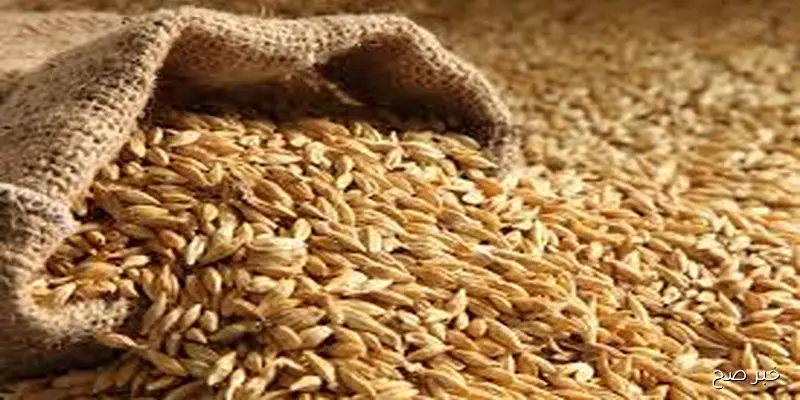 ثبات سعر طن الأرز الشعير اليوم الاثنين 1 سبتمبر2025 بالمضارب والمحال التجارية