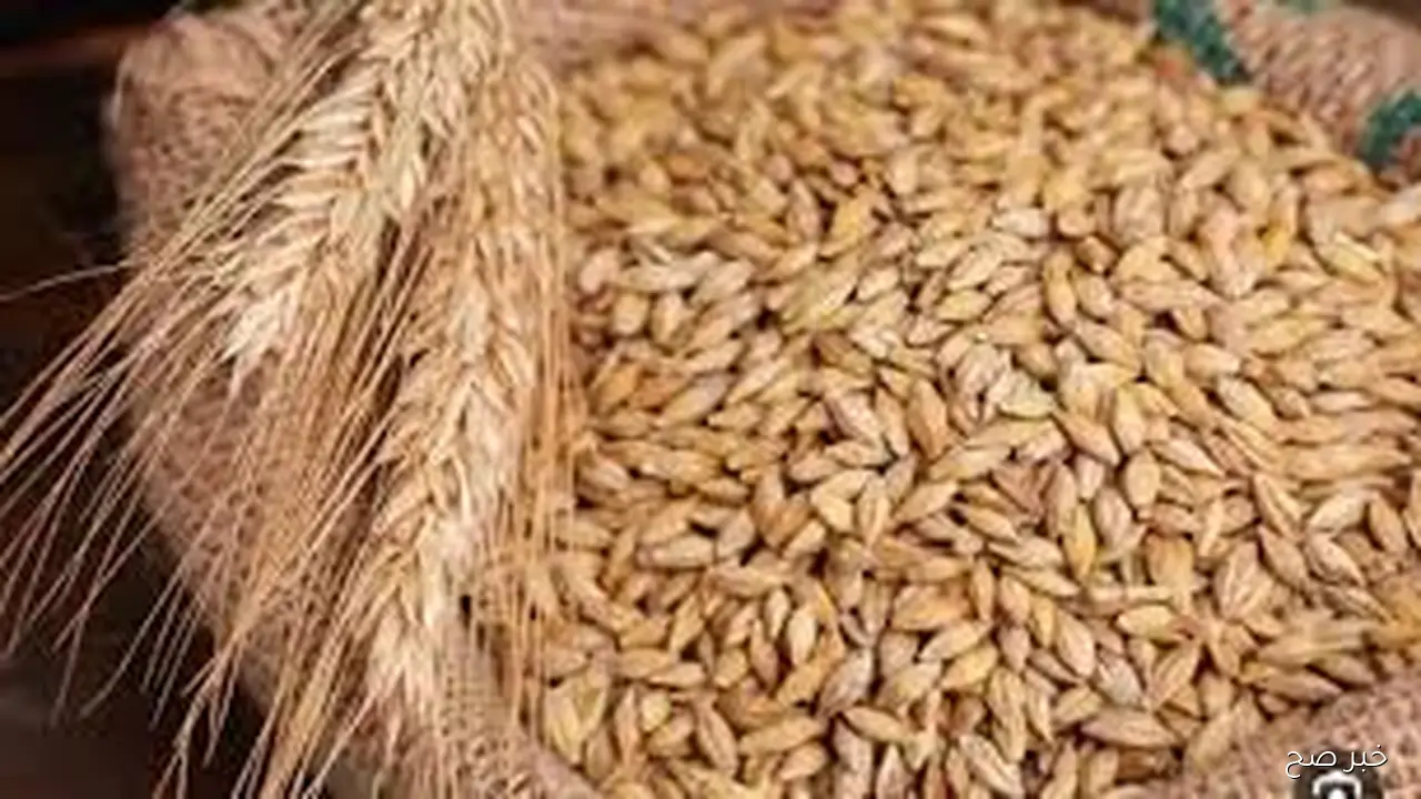 سعر طن الأرز الشعير اليوم السبت 20 سبتمبر 2025 ببداية التعاملات بالاسواق والمحلات التجارية
