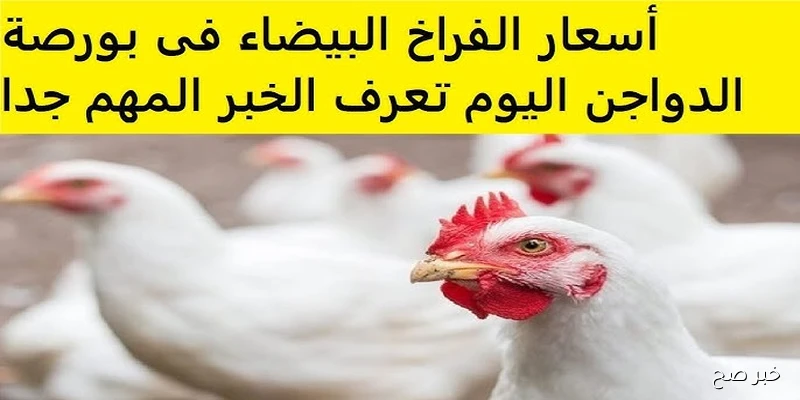 “تراجع للكيلو” .. بورصة الدواجن اليوم أسعار الفراخ البيضاء والساسو والبلدي في آخر التحديثات