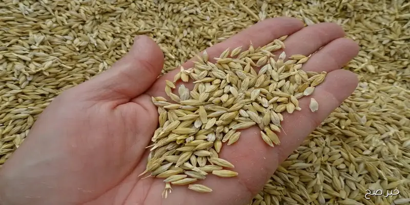 سعر طن الأرز الشعير اليوم الاربعاء 10/9/2025 عند التجار في الأسواق المحلية