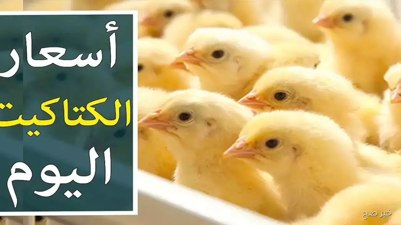 استقرار سعر الكتكوت الابيض اليوم عمر يوم الاثنين 29 سبتمبر 2025 بالاسواق المحلية في ختام التعاملات المسائية