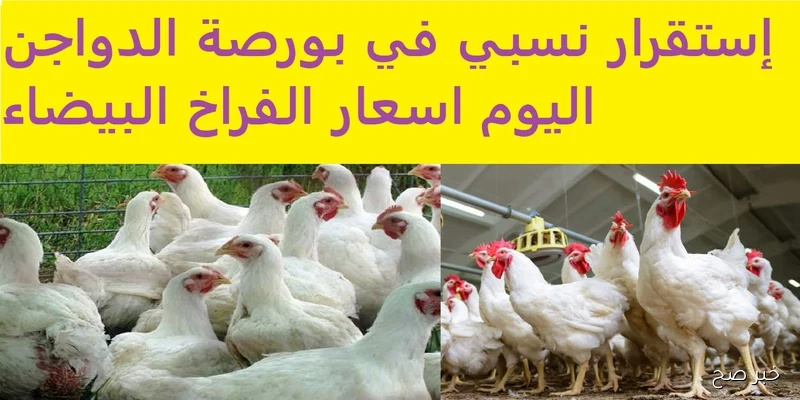استقرار بورصة الدواجن اليوم أسعار الفراخ البيضاء الثلاثاء 2 سبتمبر 2025 في الأسواق وأسعار الكتاكيت في الشركات