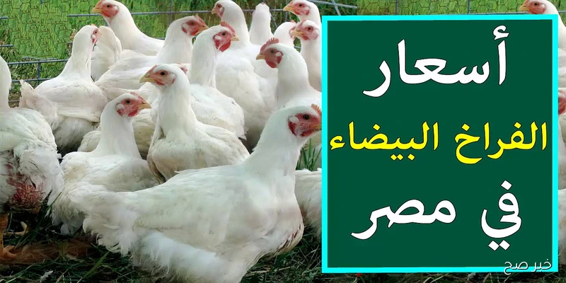 بورصة الدواجن اليوم اسعار الفراخ البيضاء في الأسواق الثلاثاء 2/ 9/ 2025