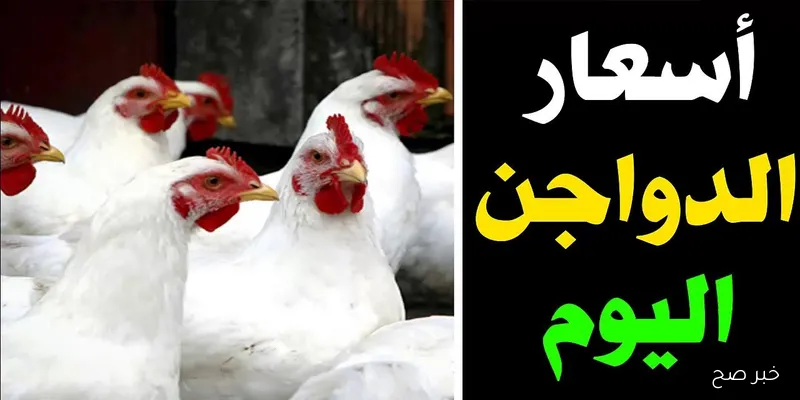 قائمة بورصة الدواجن اليوم أسعار الفراخ البيضاء الخميس 11/ 9/ 2025 في جميع الأسواق