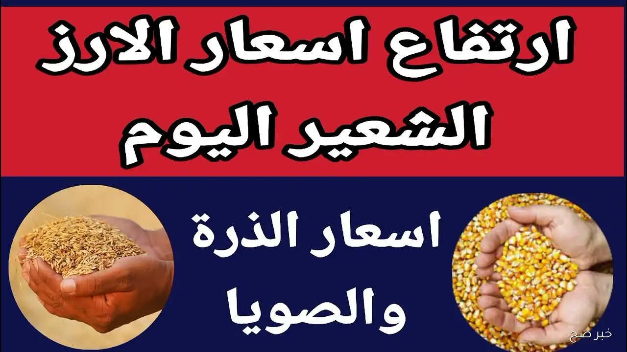 (آخر تحديث من الشعبة العامة للأرز) سعر طن الأرز الشعير اليوم السبت 13/ 9/ 2025 في مصر