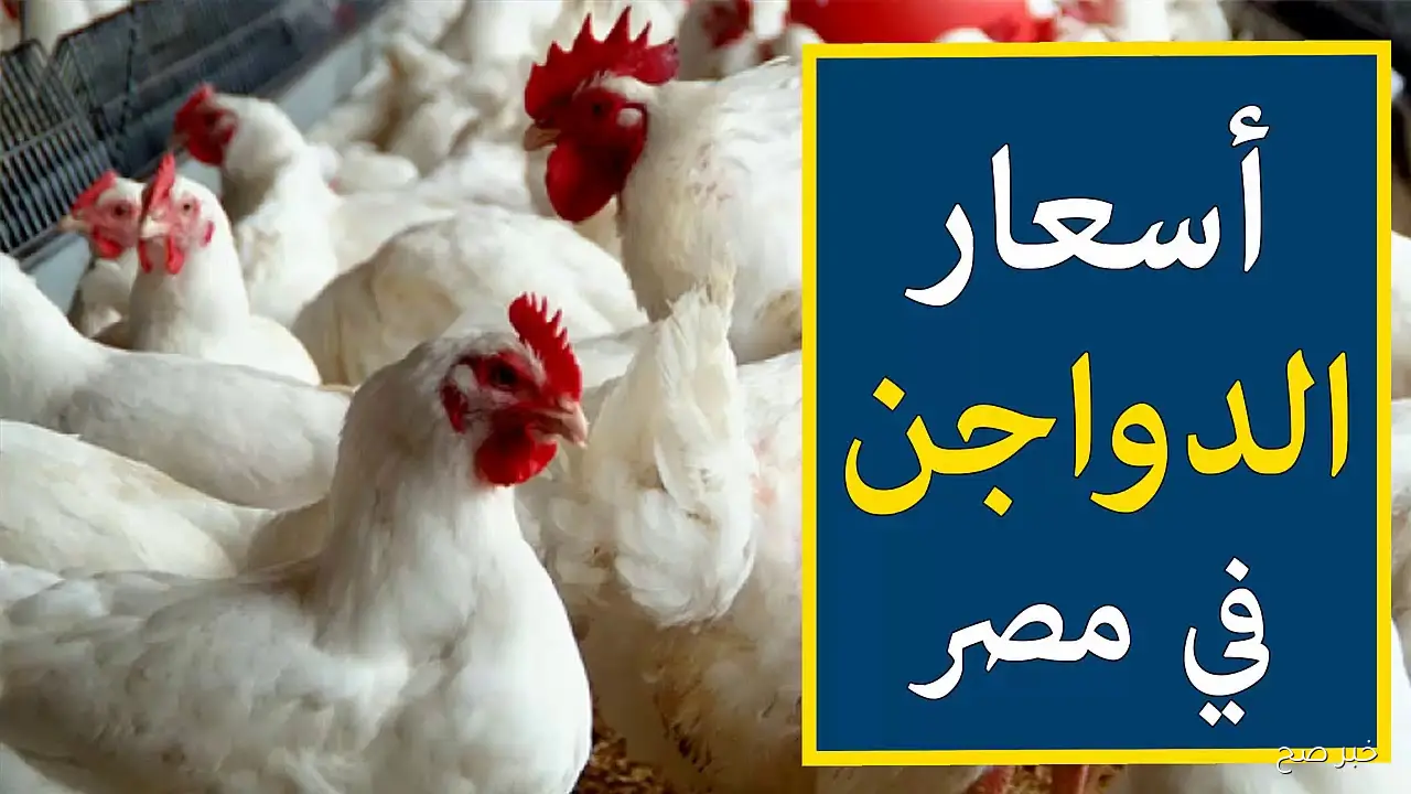 أسعار الفراخ البيضاء اليوم الآن الأثنين 29/ 9/ 2025 في جميع الأسواق المحلية