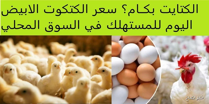 الـكتاكـيت بكـام؟ سعر الكتكوت الأبيض اليوم عمر يوم في بورصة الدواجن الرئيسية