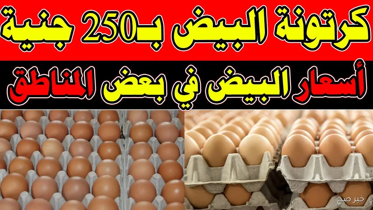 “الأسواق تشتعل” ارتفاع سعر كرتونة البيض اليوم للمستهلك في مصر.. ما الأسباب؟