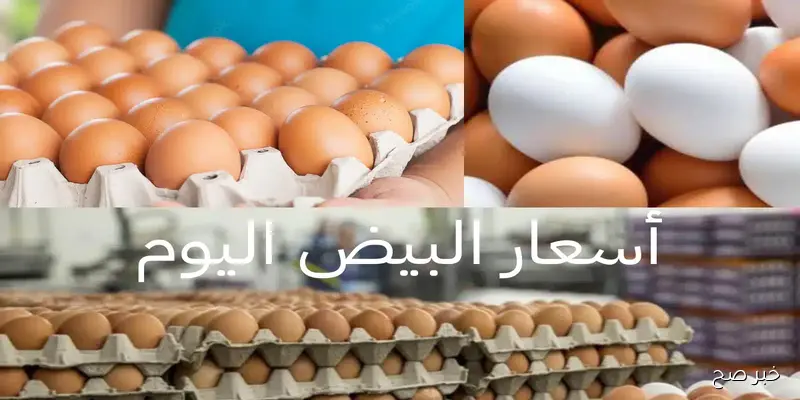 سعر كرتونة البيض اليوم الثلاثاء 9 سبتمبر 2025 وأسعار الفراخ والكتاكيت في المزارع والاسواق المصرية
