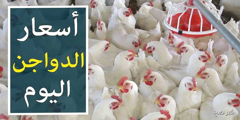 ارتفاع بورصة الدواجن اليوم في مصر | قفزة جديدة في أسعار الفراخ البيضاء تُربك الأسواق