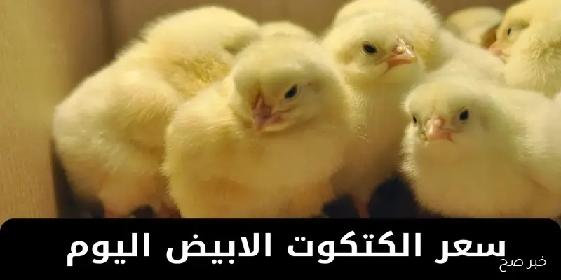 سعر الكتكوت الأبيض اليوم عمر يوم الإثنين 8 سبتمبر 2025.. تعرف على أسعار الشركات