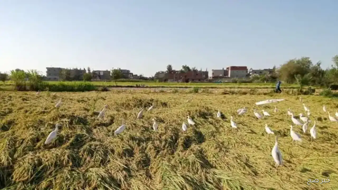 “تحديث مباشر”.. سعر طن الأرز الشعير اليوم الخميس 11-9-2025 بالاسواق المحلية ومضارب الأرز