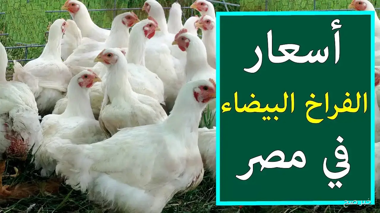 “بعد التراجع الأخير” اسعار الفراخ البيضاء اليوم الإثنين 29 سبتبمر 2025 في المزارع والأسواق المحلية