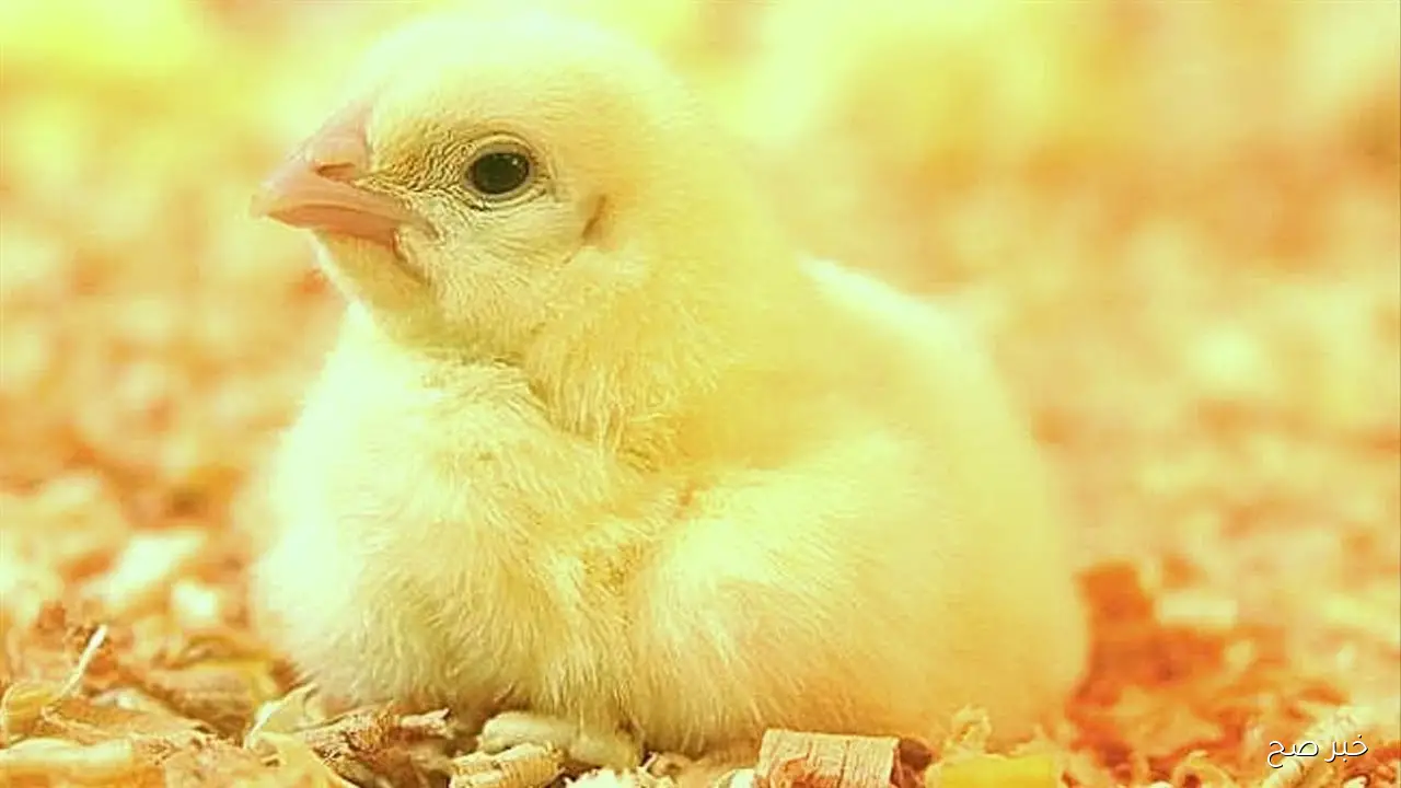 ارتفاع سعر الكتكوت الأبيض اليوم عمر يوم في بورصة الدواجن والأسواق المصرية