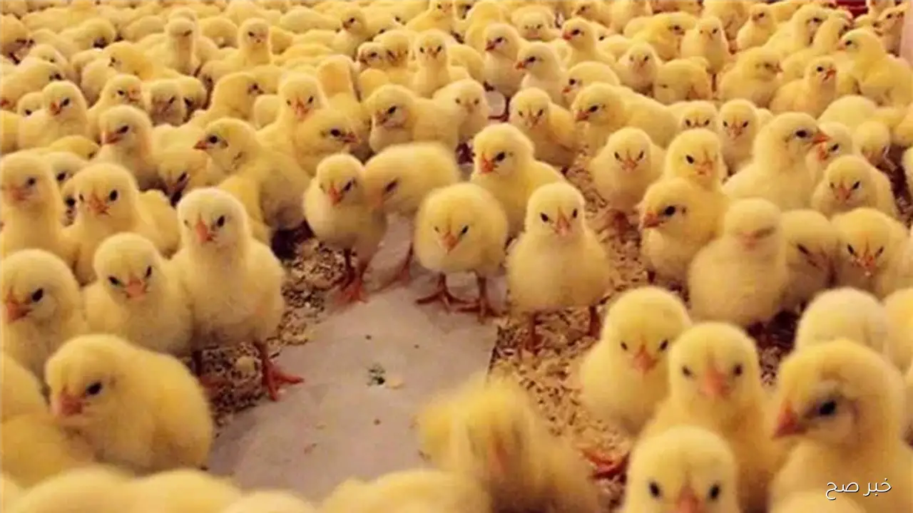 ارتفاع ام استقرار.. سعر الكتكوت الابيض اليوم الاربعاء 29 اكتوبر 2025 بالأسواق المحلية بآخر تحديث