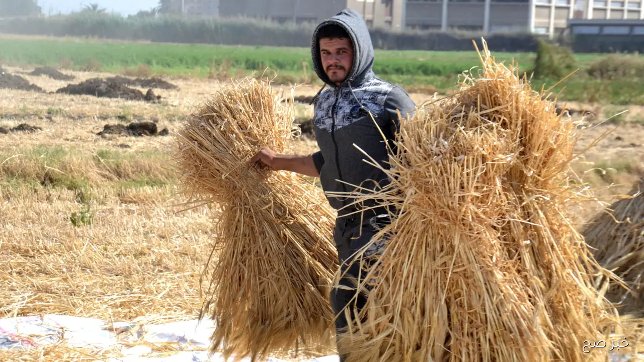 تراجع جديد.. سعر طن الأرز الشعير اليوم الاربعاء 29 أكتوبر 2025 في مصر واسعار السلع