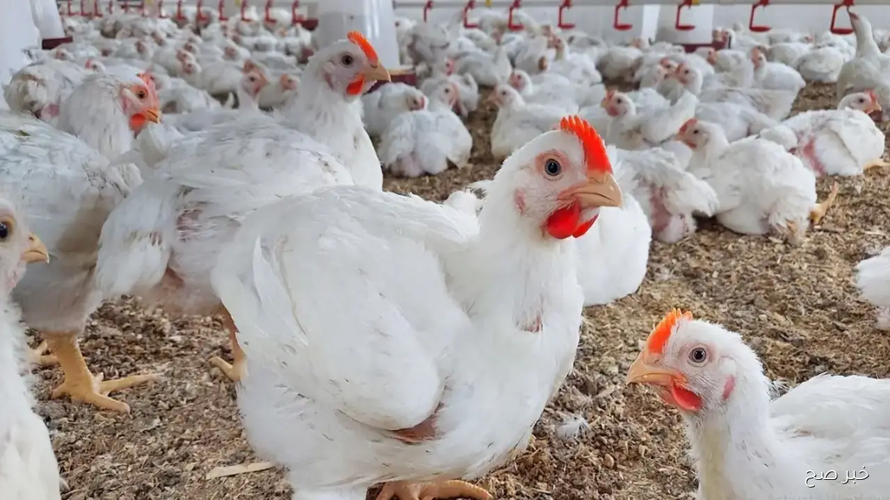 ارتفاع أسعار الفراخ البيضاء في بورصة الدواجن اليوم.. زيادات متتالية تُقلق المستهلك