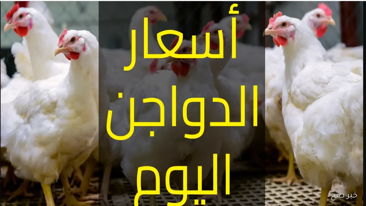 ارتفاع بورصة الدواجن اليوم في مصر | أسعار الفراخ البيضاء تقفز من جديد وأسباب الزيادة المفاجئة