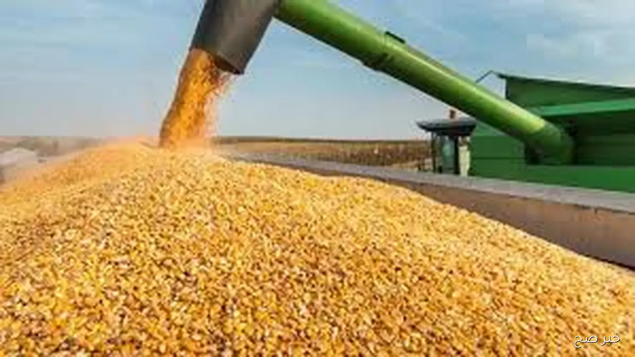 “الاصفر والابيض” سعر طن الذره الصفراء اليوم الأحد 5 أكتوبر 2025 بالمحلات التجارية
