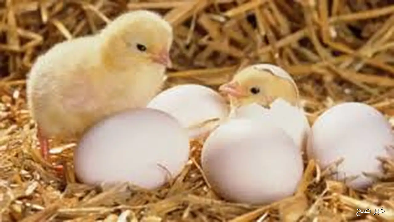 اسعار الكتاكيت اليوم بجميع الشركات الخميس 9 اكتوبر 2025 وفق آخر تحديث