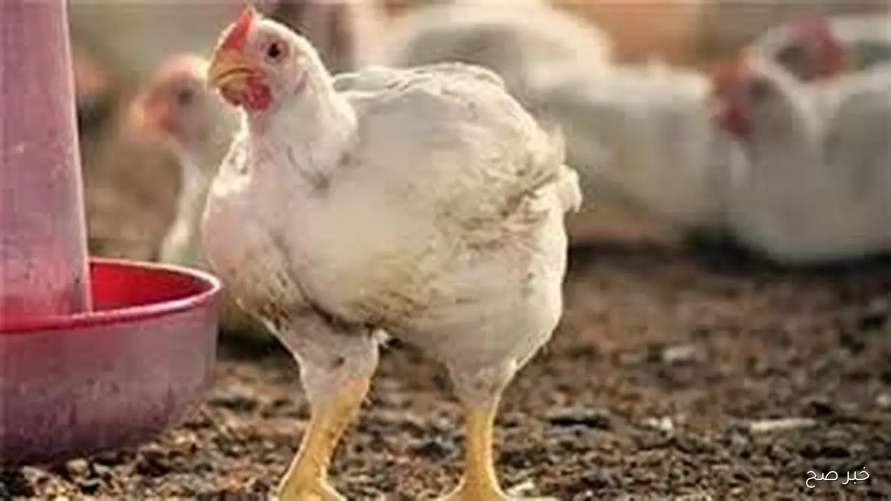 بورصة الدواجن اليوم اسعار الفراخ البيضاء الاثنين 13أكتوبر 2025 وفق آخر تحديث