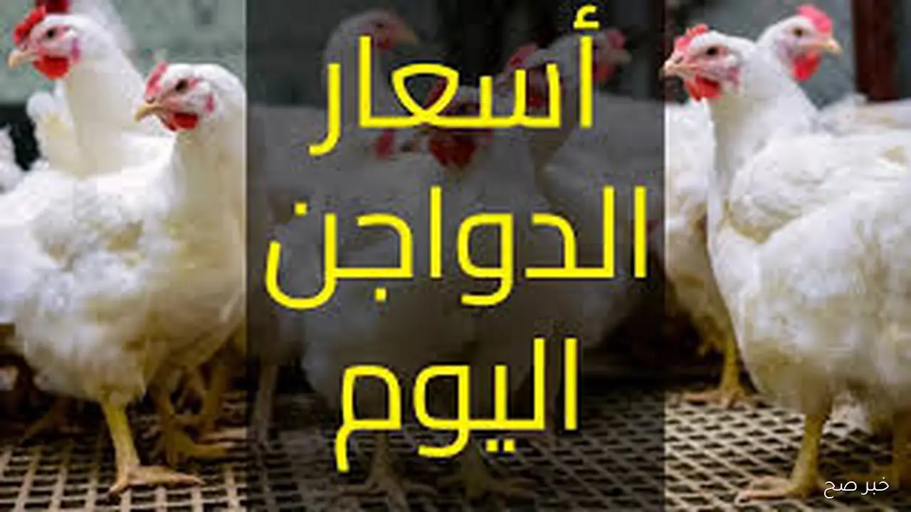 انخفاض اسعار الدواجن اليوم الاثنين 6-10-2025 للمستهلك في مصر