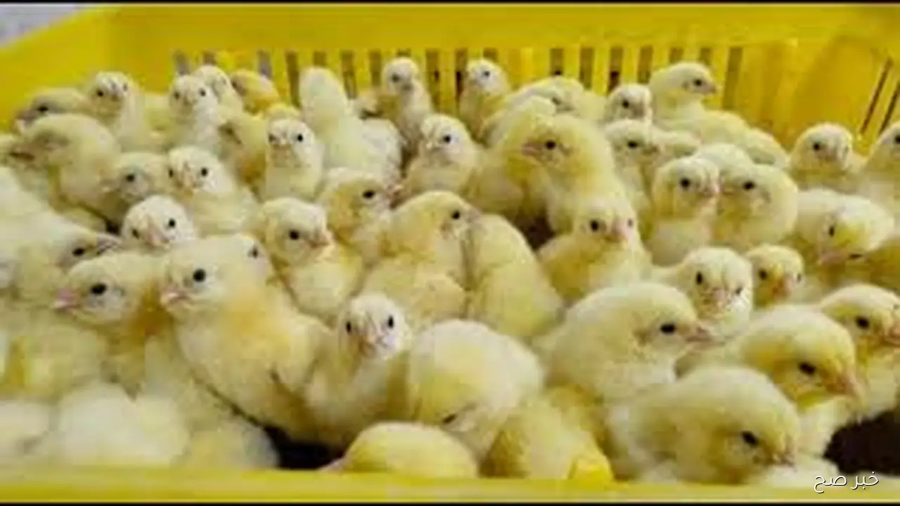 مباشر الآن.. سعر الريال السعودي مقابل الجنيه المصري اليوم السبت 4 سبتمبر 2025 بالسوق السوداء والبنوك