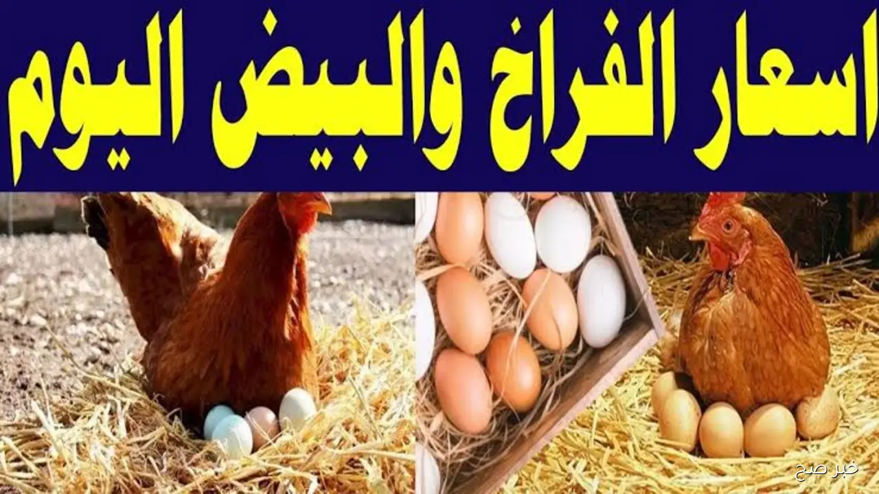 ارتفاع بورصة الدواجن اليوم.. أسعار الفراخ البيضاء في مصر تشهد قفزة جديدة