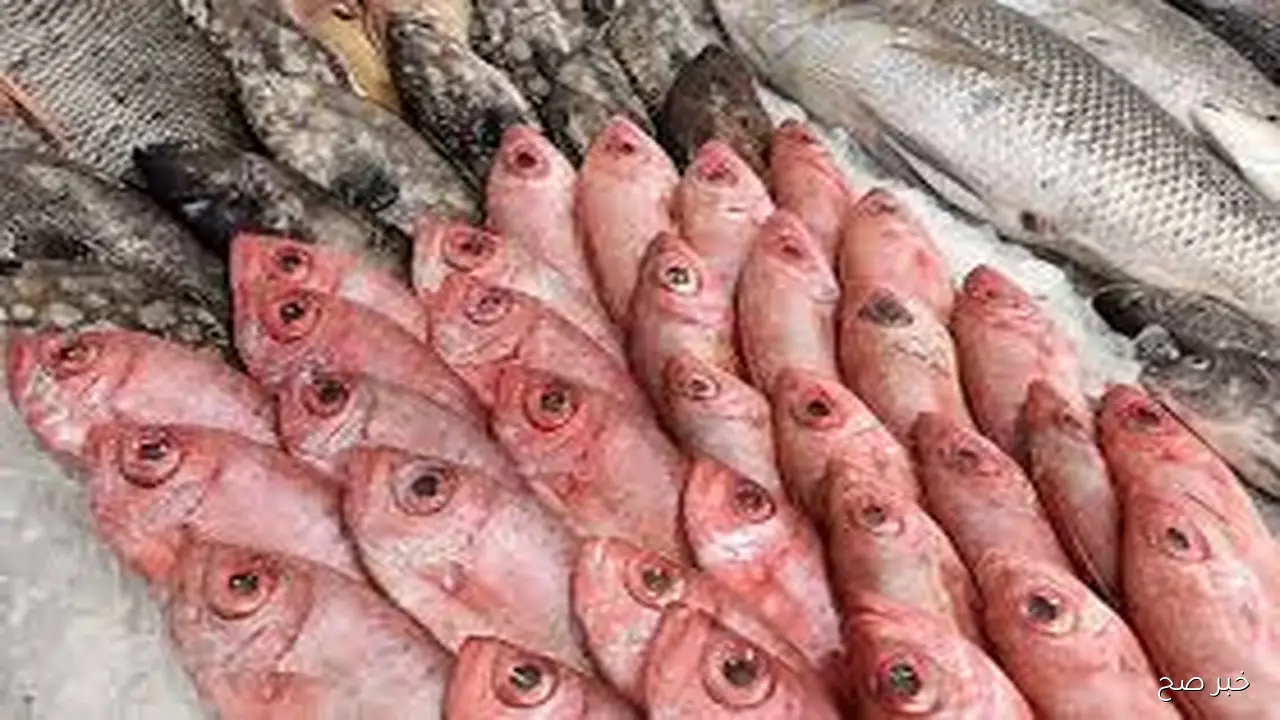 قائمة اسعار السمك اليوم الثلاثاء 7 اكتوبر 2025 في سوق العبور وحلقات الاسماك في بداية التعاملات