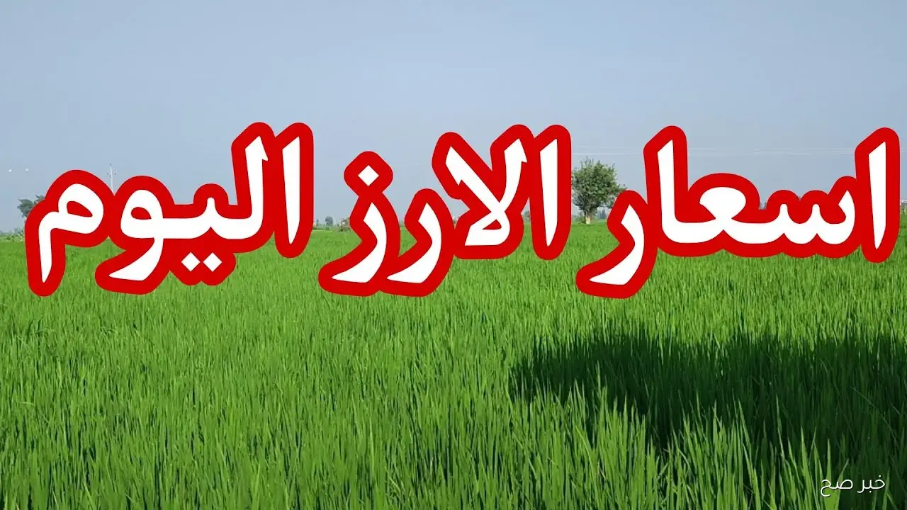 الآن سعر طن الأرز الشعير اليوم الأحد 12/ 10/ 2025 في مصر بجميع الأسواق المحلية