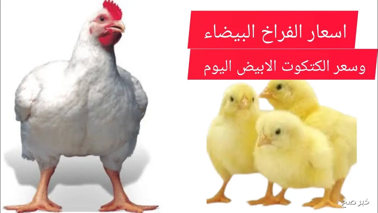 ارتفاع اسعار الكتاكيت اليوم الثلاثاء 7-10-2025 للمستهلك في مصر