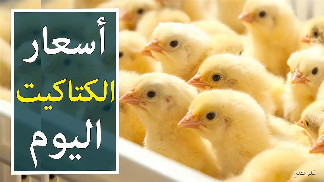سعر الكتكوت الأبيض اليوم عمر يوم الأثنين 20/ 10/ 2025 بجميع الأسواق المحلية