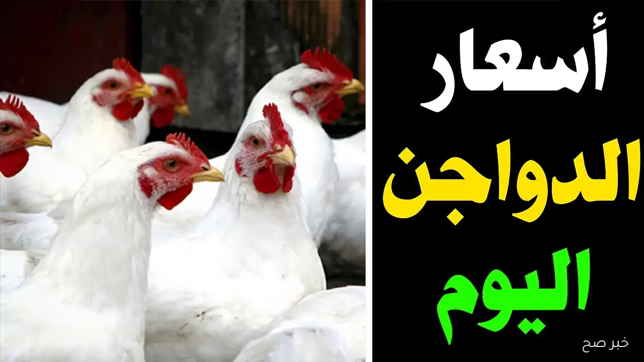 قائمة بورصة الدواجن اليوم أسعار الفراخ البيضاء الخميس 23/ 10/ 2025 بجميع الأسواق