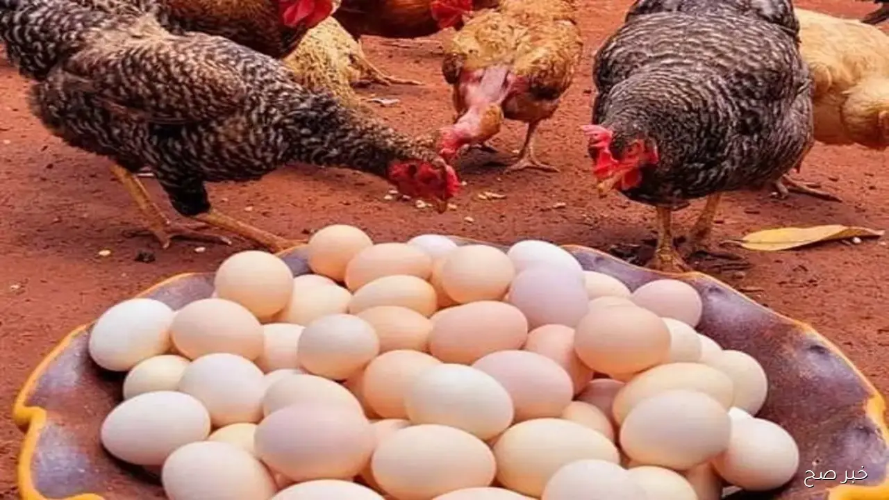 سعر كرتونة البيض اليوم للمستهلك الاربعاء 15/ 10/ 2025 في جميع الاسواق المحلية