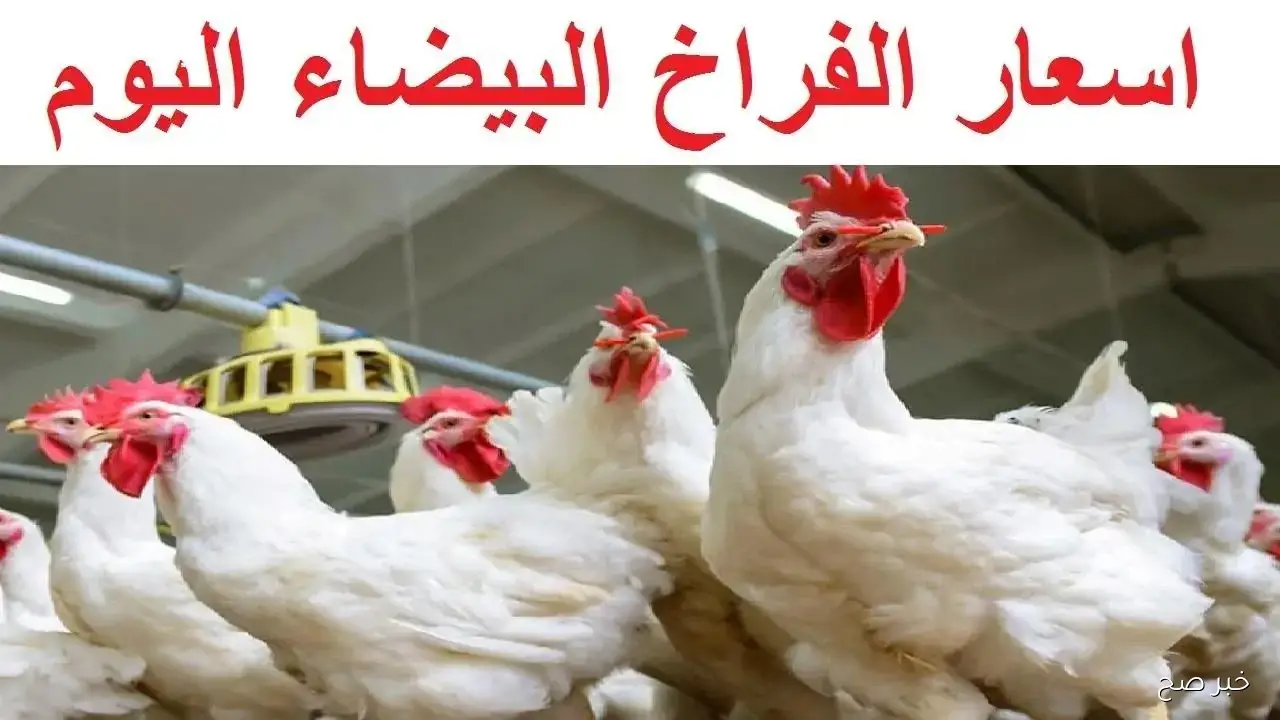 “آخر الأسعار”.. بورصة الدواجن اليوم أسعار الفراخ البيضاء الأربعاء 1 أكتوبر 2025