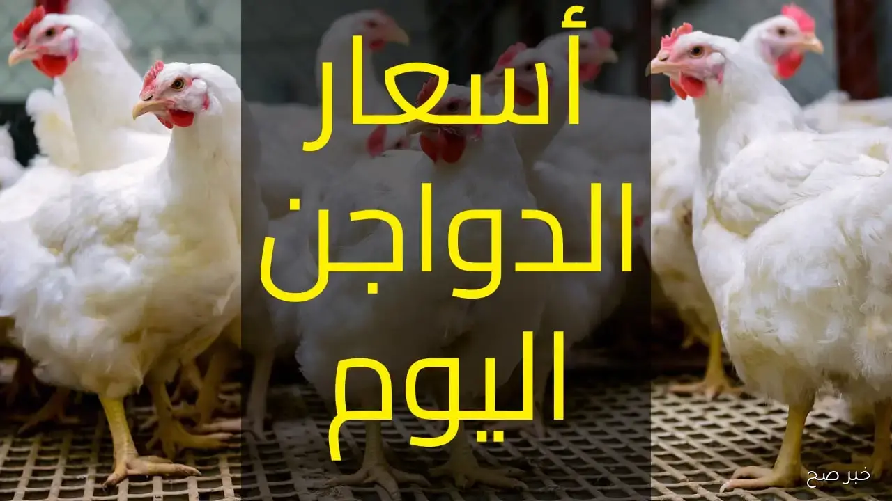 بورصة الدواجن اليوم الجمعة 17 أكتوبر 2025.. تعرف على أسعار الفراخ البيضاء والبلدي والساسو