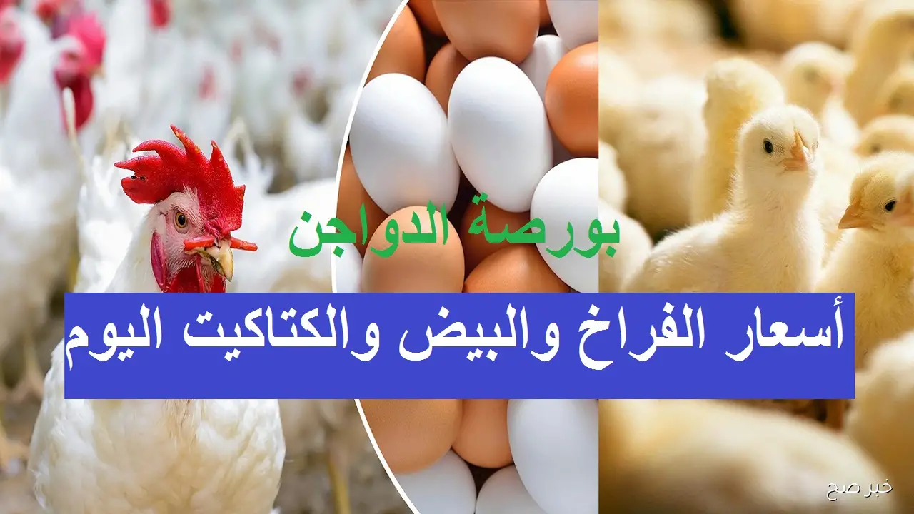 قفزة جديدة في بورصة الدواجن اليوم.. أسعار الفراخ والكتاكيت تواصل الارتفاع