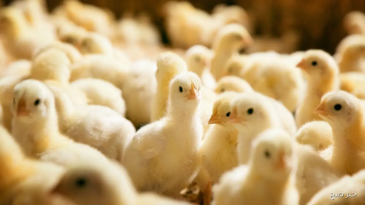 عمر يوم بكام؟.. ارتفاع أسعار الكتاكيت اليوم في جميع الشركات المصرية