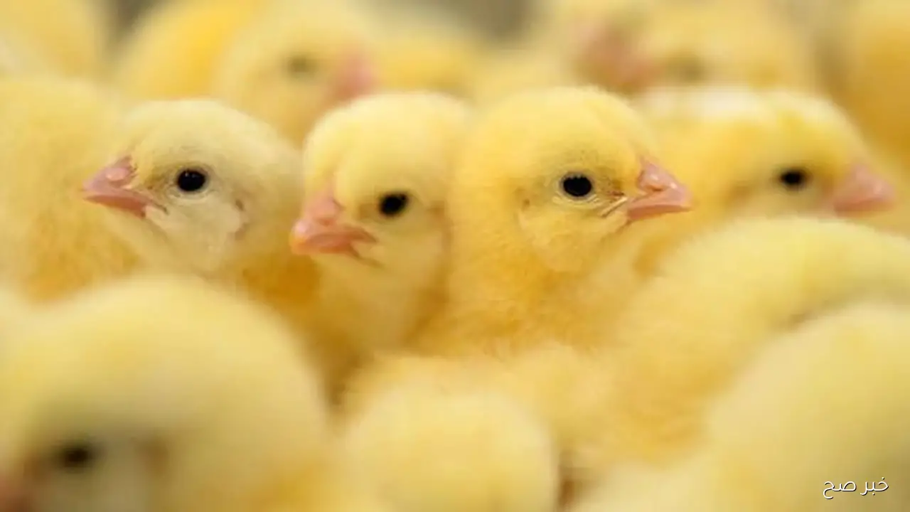 هبوط حاد فى سعر الكتكوت الابيض اليوم السبت 1 نوفمبر 2025 جميع الأسواق المحلية