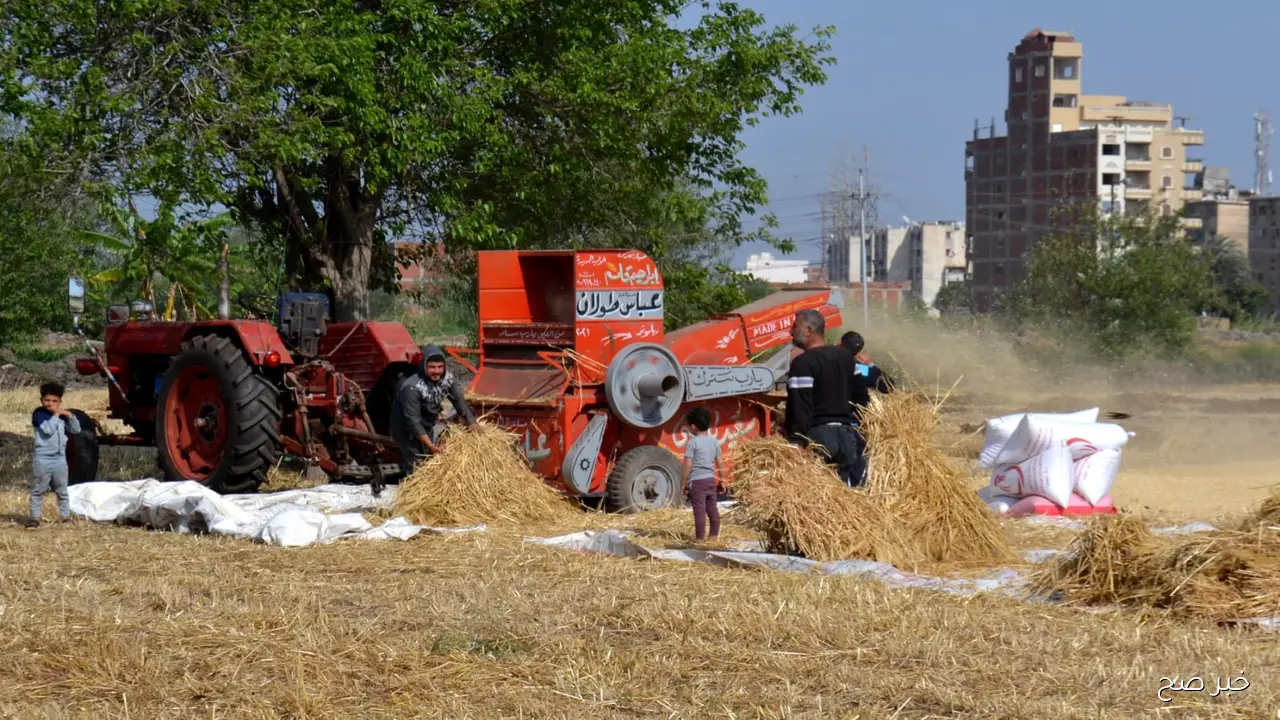 استقرار ام ارتفاع؟.. سعر طن الأرز الشعير اليوم الخميس 13 نوفمبر 2025 بالاسواق والمتاجر