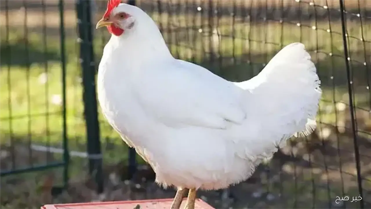 استقرار بورصة الدواجن اليوم أسعار الفراخ البيضاء الاحد 2 نوفمبر 2025 بالأسواق المحلية بآخر تحديث