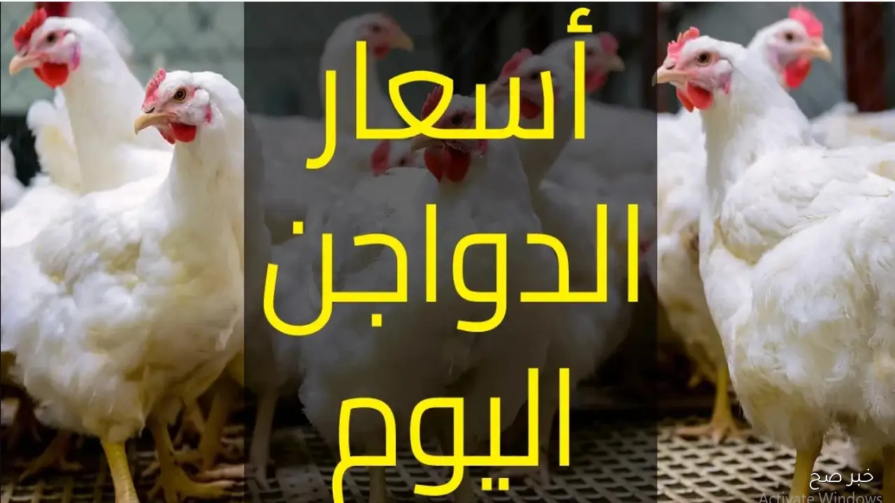 الكيلو بكام؟.. ارتفاع سعر الفراخ البيضاء اليوم في بورصة الدواجن والأسواق المصرية