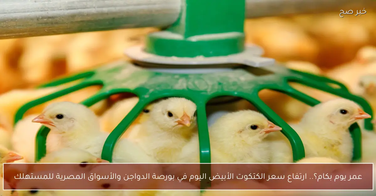 عمر يوم بكام؟.. ارتفاع سعر الكتكوت الأبيض اليوم في بورصة الدواجن والأسواق المصرية للمستهلك