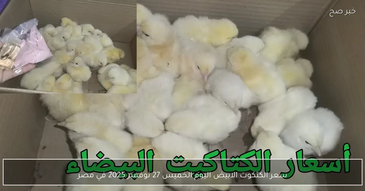ارتفاع سعر الكتكوت الابيض اليوم الخميس 27 نوفمبر 2025 للمستهلك في مصر