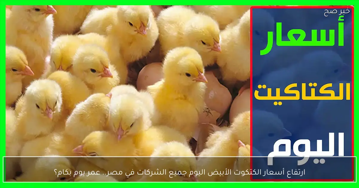 ارتفاع أسعار الكتكوت الأبيض اليوم جميع الشركات في مصر.. عمر يوم بكام؟